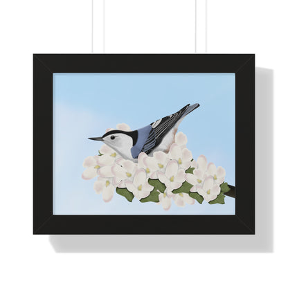 Nuthatch Spring Blossoms Bird Framed Poster