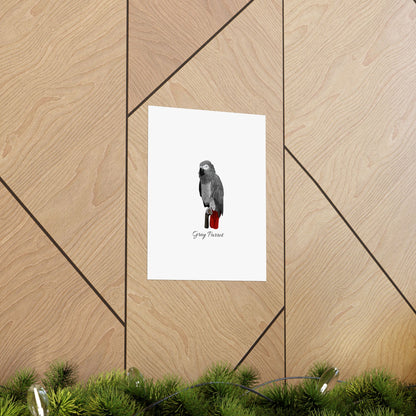 Grey Parrot Bird Birding Matte Poster