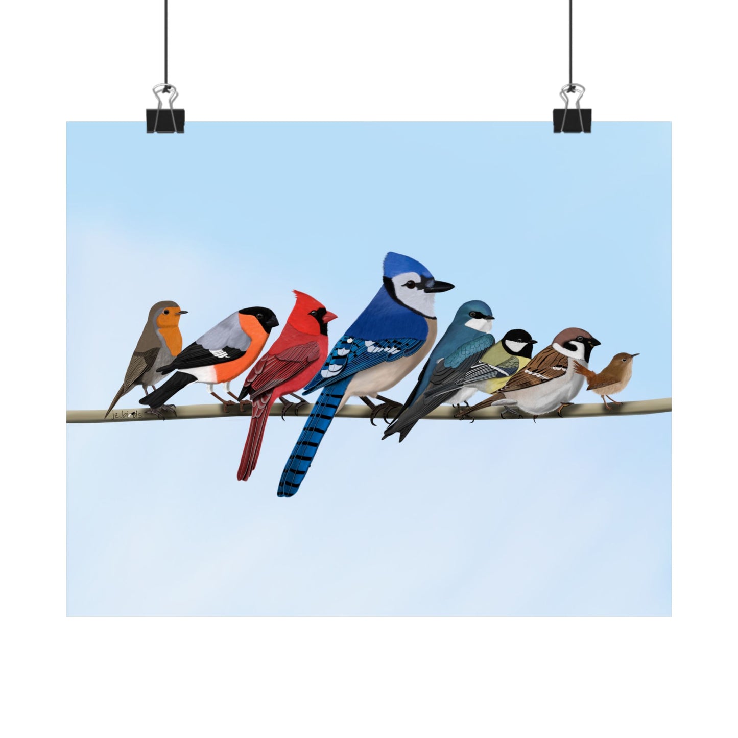 Backyard Birds Blue Jay Cardinal Bullfinch Robin Matte Bird Poster