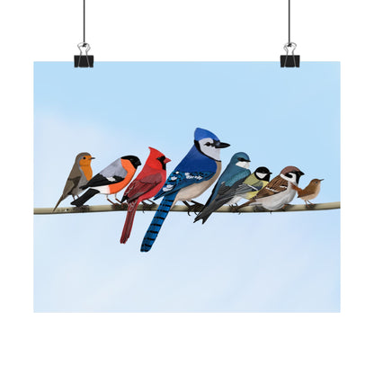 Backyard Birds Blue Jay Cardinal Bullfinch Robin Matte Bird Poster