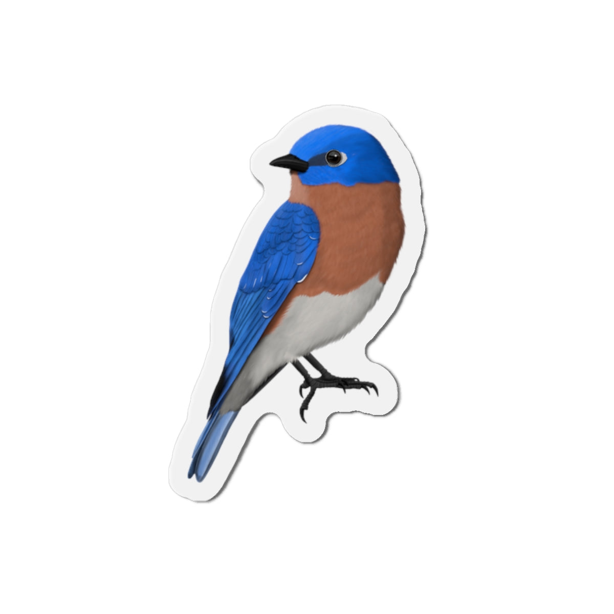 Bluebird Bird Magnet