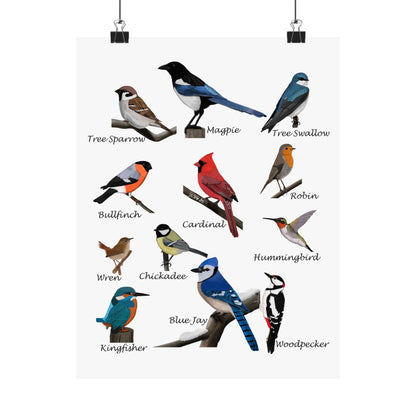 Backyard Birds Blue Jay Cardinal Hummingbird Matte Bird Poster