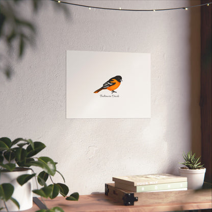 Baltimore Oriole Bird Birding Matte Poster