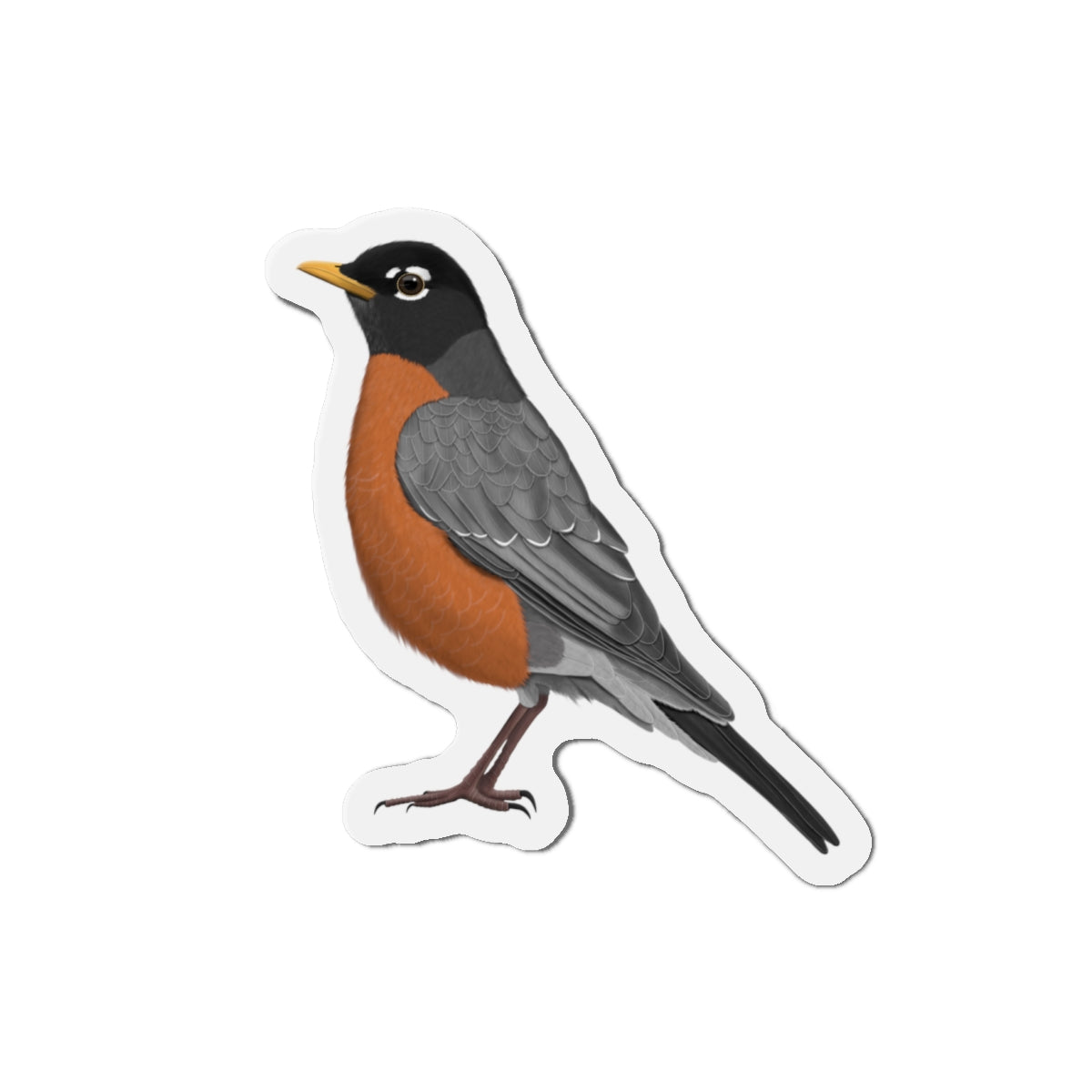 Robin Bird Magnet