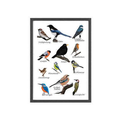 Vogel Poster im Holzrahmen - Gartenvögel Amsel Rotkehlchen Blaumeise