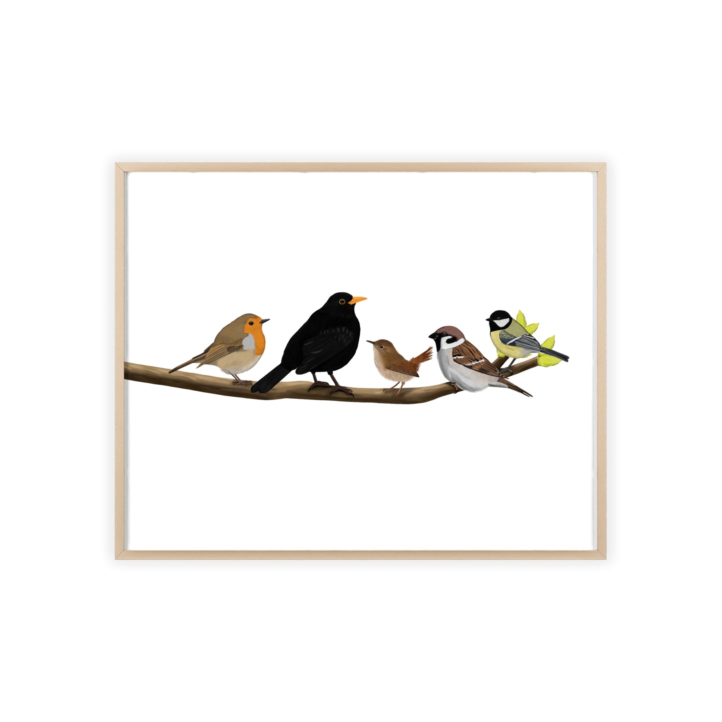 Vogel Poster im Holzrahmen - Vögel auf einem Ast Poster Amsel Rotkehlchen Zaunkönig Spatz Kohlmeise