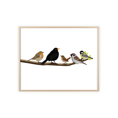 Vogel Poster im Holzrahmen - Vögel auf einem Ast Poster Amsel Rotkehlchen Zaunkönig Spatz Kohlmeise