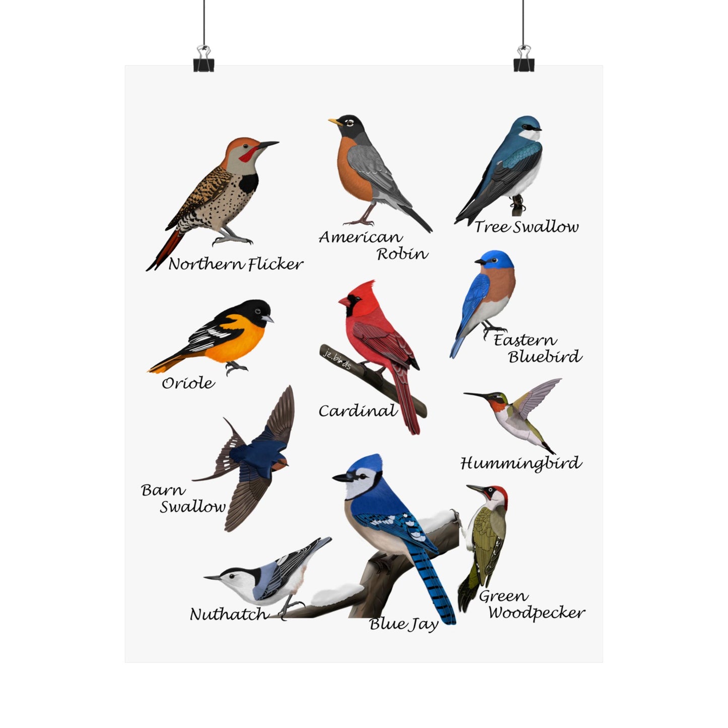 Backyard Birds Blue Jay Cardinal Hummingbird Bluebird Oriole Robin Matte Bird Poster