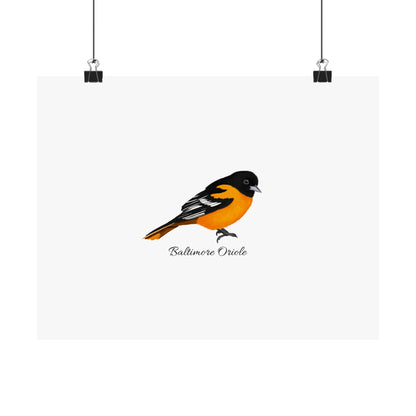 Baltimore Oriole Bird Birding Matte Poster