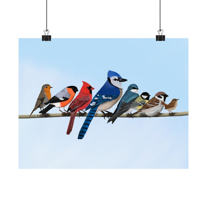 Backyard Birds Blue Jay Cardinal Bullfinch Robin Matte Bird Poster