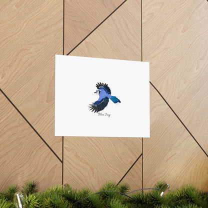 Blue Jay Bird Birding Matte Poster