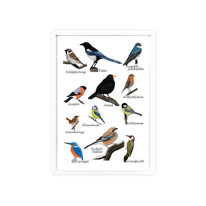 Vogel Poster im Holzrahmen - Gartenvögel Amsel Rotkehlchen Blaumeise