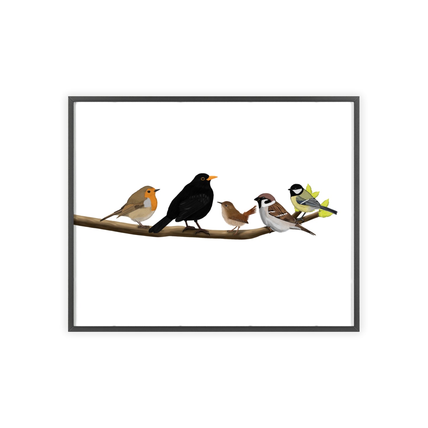 Vogel Poster im Holzrahmen - Vögel auf einem Ast Poster Amsel Rotkehlchen Zaunkönig Spatz Kohlmeise