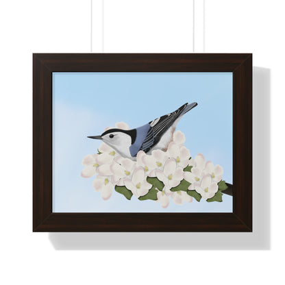 Nuthatch Spring Blossoms Bird Framed Poster