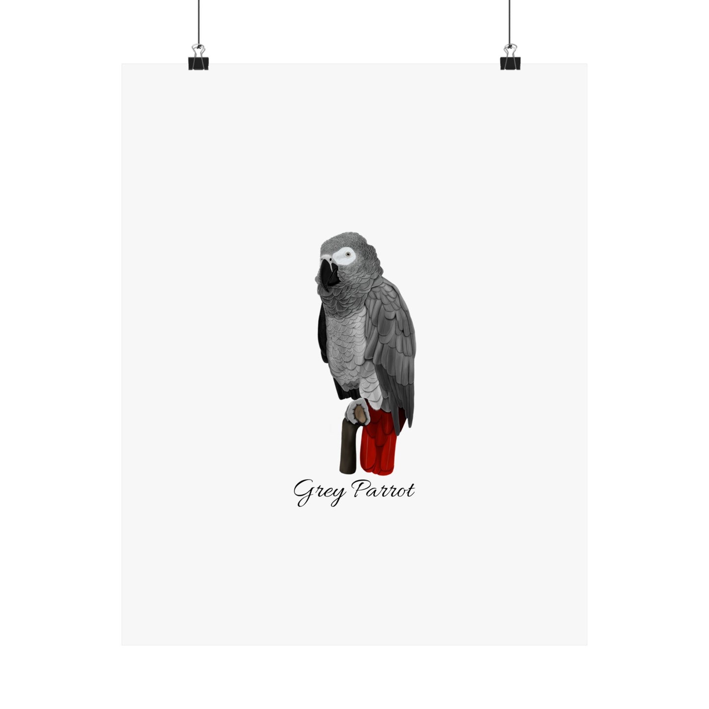 Grey Parrot Bird Birding Matte Poster