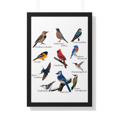 Backyard Birds Blue Jay Robin Cardinal Nuthatch Oriole Framed Poster