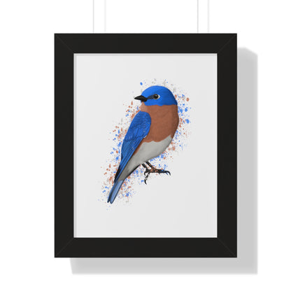 Bluebird Bird Framed Poster