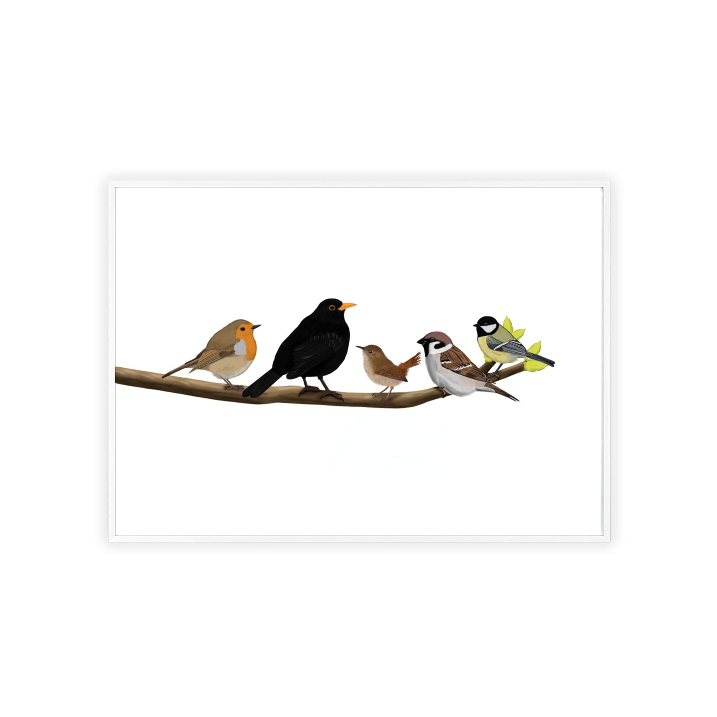 Vogel Poster im Holzrahmen - Vögel auf einem Ast Poster Amsel Rotkehlchen Zaunkönig Spatz Kohlmeise