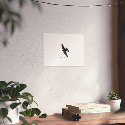 Barn Swallow Bird Birding Matte Poster