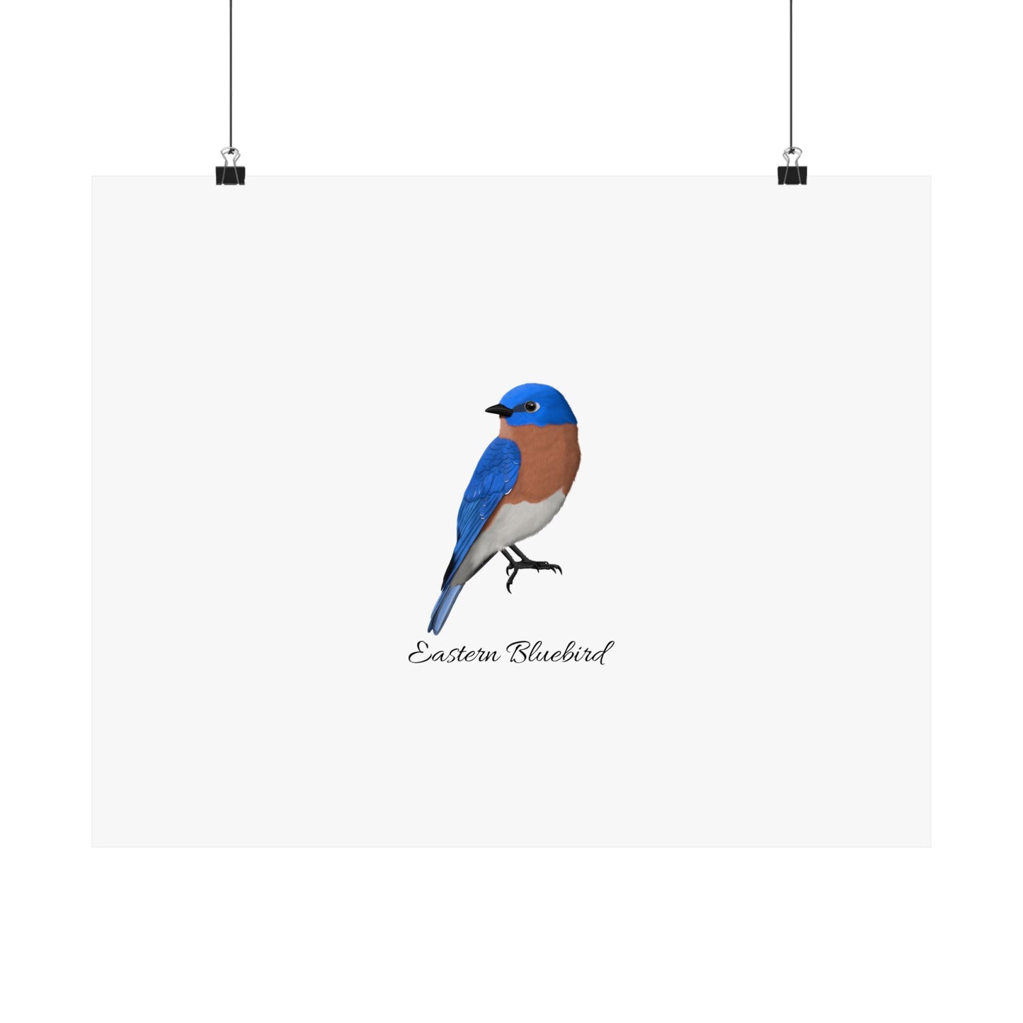 Eastern Bluebird Bird Birding Matte Poster