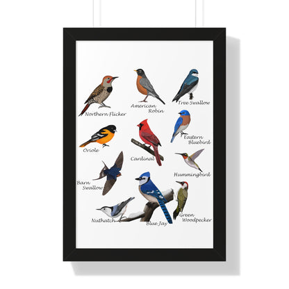 Backyard Birds Blue Jay Robin Cardinal Nuthatch Oriole Framed Poster