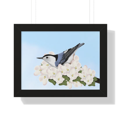 Nuthatch Spring Blossoms Bird Framed Poster