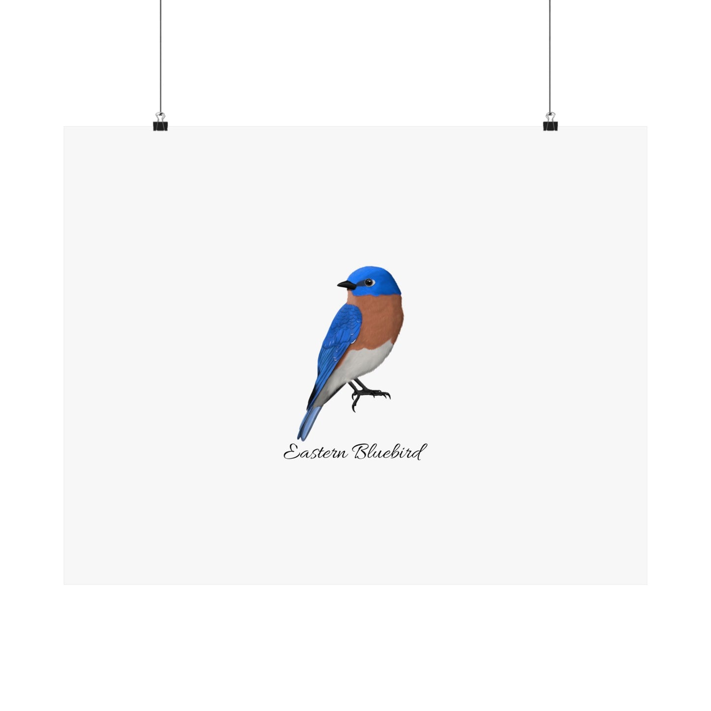 Eastern Bluebird Bird Birding Matte Poster