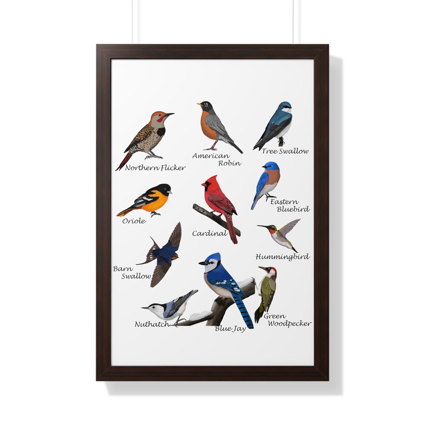 Backyard Birds Blue Jay Robin Cardinal Nuthatch Oriole Framed Poster