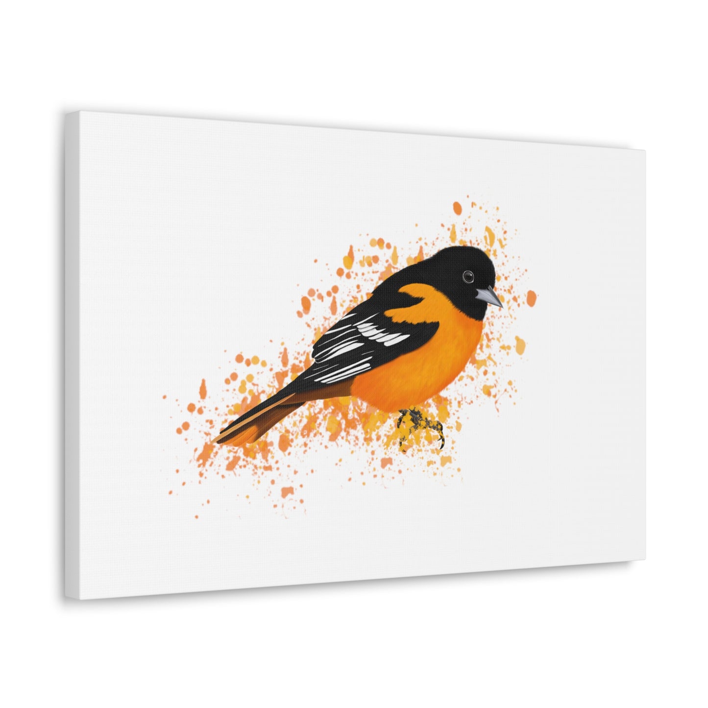 Baltimore Oriole Bird Canvas Gallery Wrap White - jz.birds