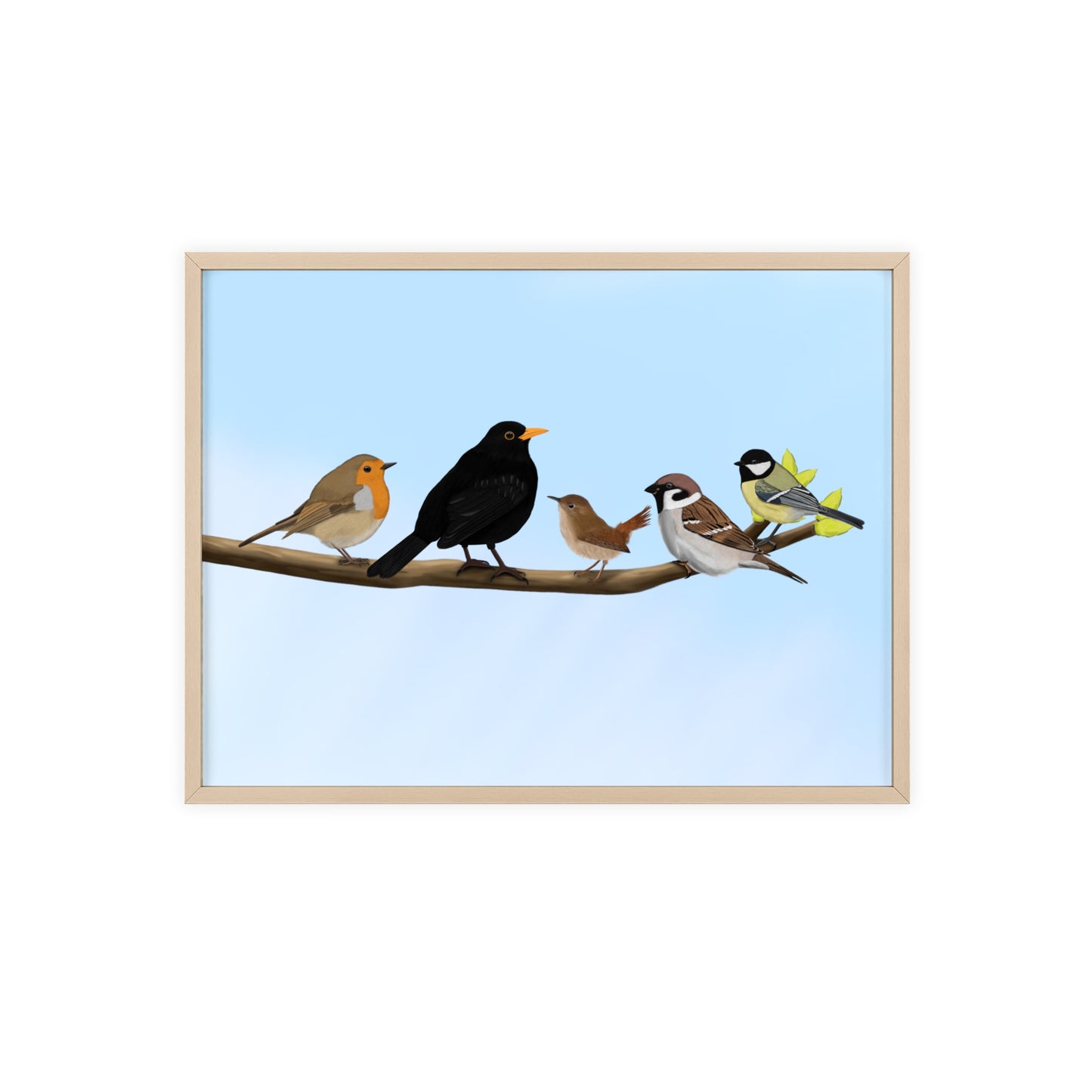 Vogel Poster im Holzrahmen - Vögel auf einem Ast Poster Amsel Rotkehlchen Zaunkönig Spatz Kohlmeise