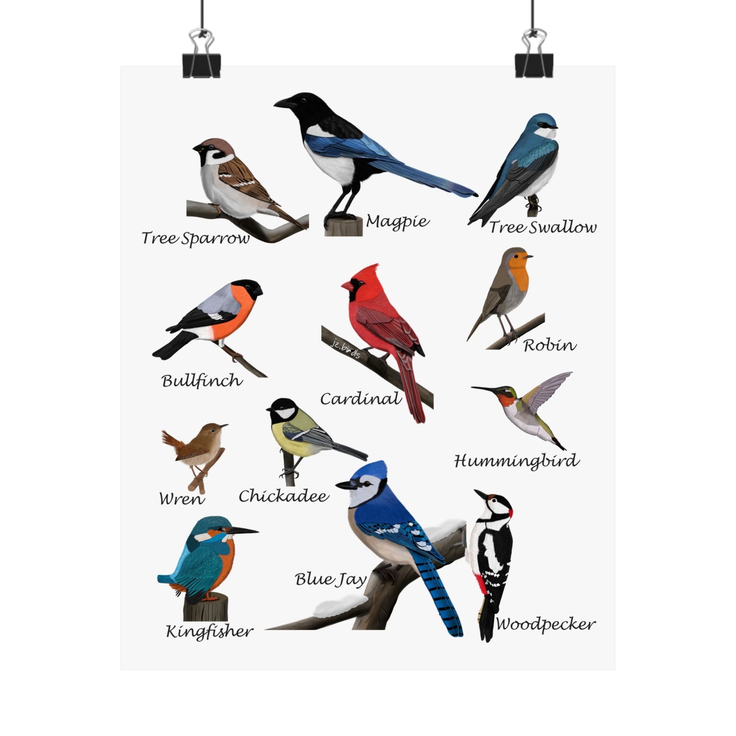 Backyard Birds Blue Jay Cardinal Hummingbird Matte Bird Poster