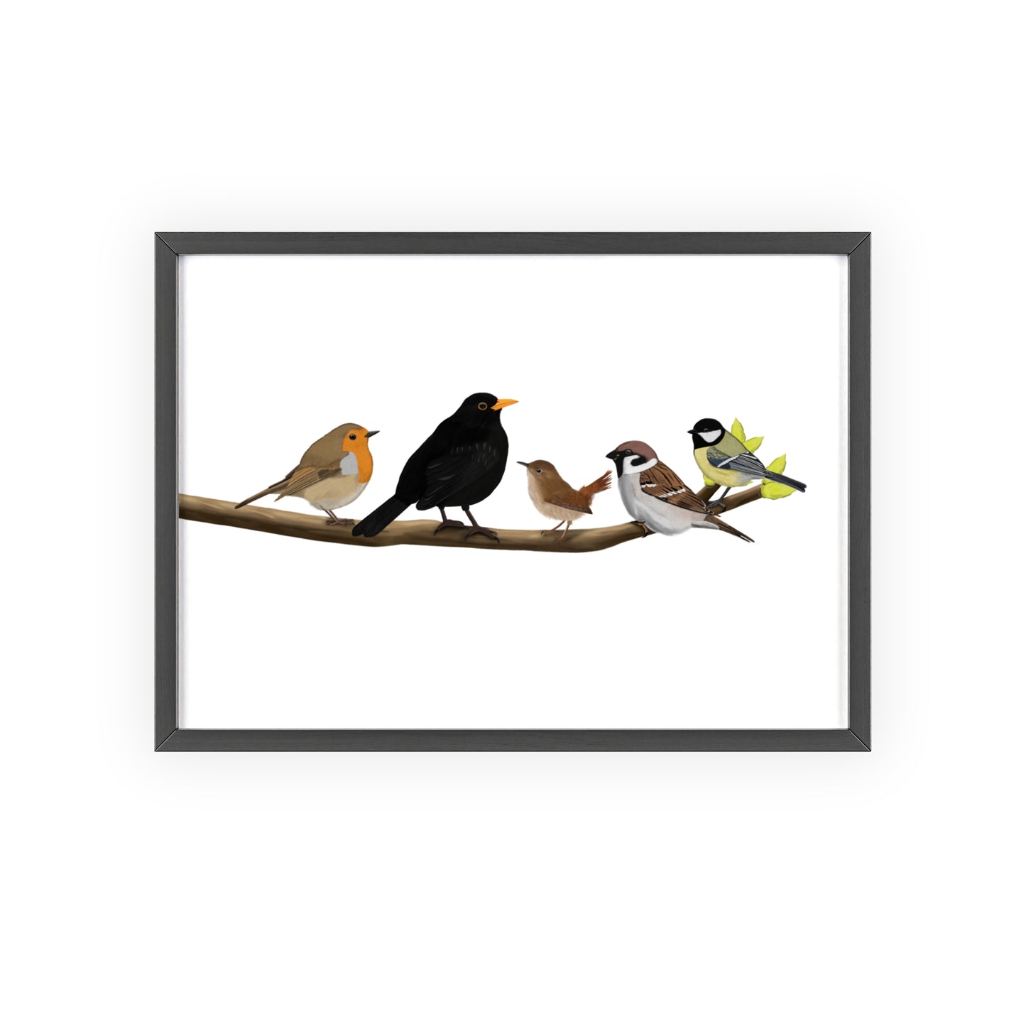 Vogel Poster im Holzrahmen - Vögel auf einem Ast Poster Amsel Rotkehlchen Zaunkönig Spatz Kohlmeise