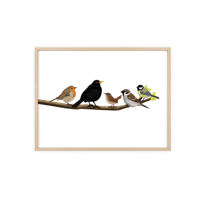 Vogel Poster im Holzrahmen - Vögel auf einem Ast Poster Amsel Rotkehlchen Zaunkönig Spatz Kohlmeise