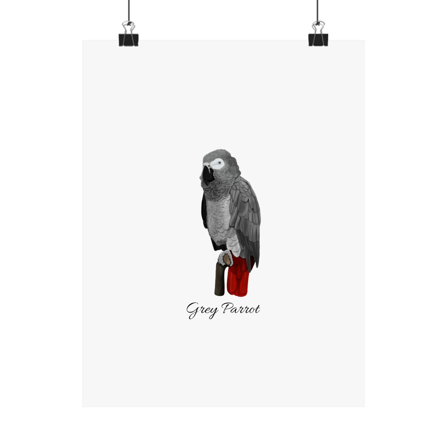 Grey Parrot Bird Birding Matte Poster