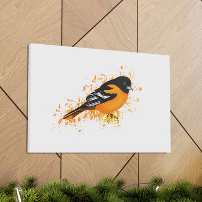 Baltimore Oriole Bird Canvas Gallery Wrap White - jz.birds