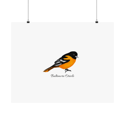 Baltimore Oriole Bird Birding Matte Poster