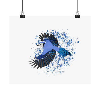 Blue Jay Bird Artwork Matte Poster