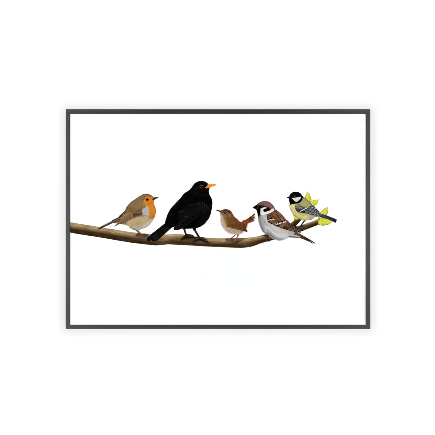 Vogel Poster im Holzrahmen - Vögel auf einem Ast Poster Amsel Rotkehlchen Zaunkönig Spatz Kohlmeise