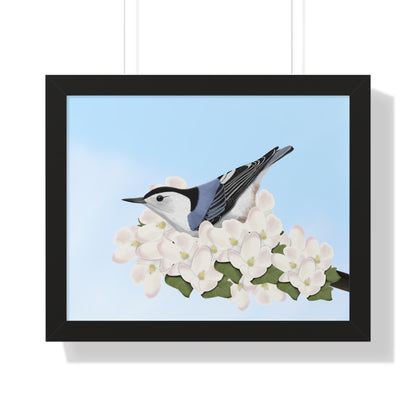 Nuthatch Spring Blossoms Bird Framed Poster