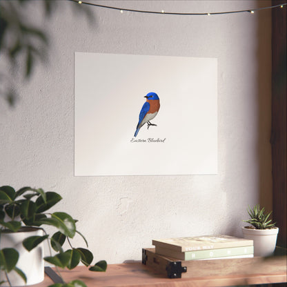 Eastern Bluebird Bird Birding Matte Poster