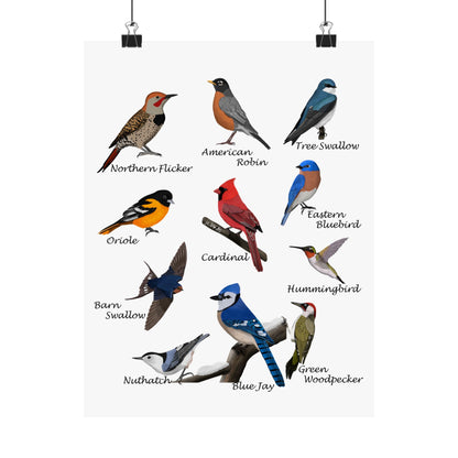 Backyard Birds Blue Jay Cardinal Hummingbird Bluebird Oriole Robin Matte Bird Poster