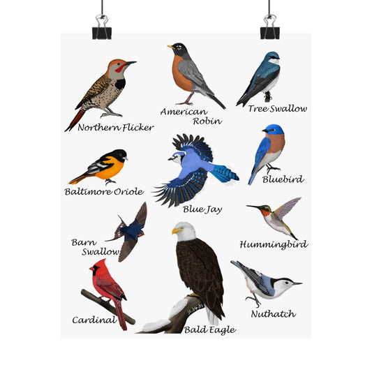 American Birds Poster Robin Blue Jay Cardinal Hummingbird Bird Watcher & Bird Lover