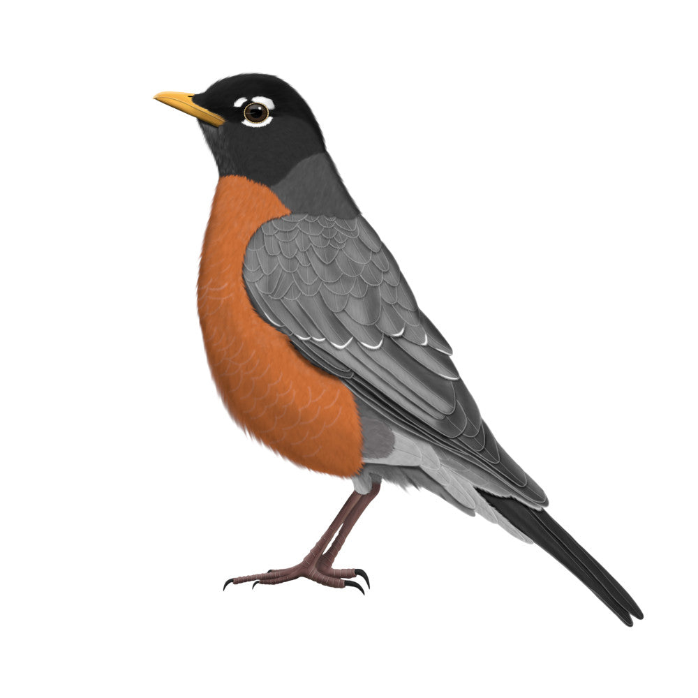 american robin bird t-shirts, stickers, mugs, sweatshirts