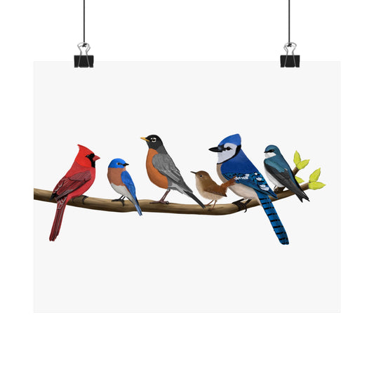 Birds on a Branch Poster Robin Blue Jay Bluebird Cardinal Wren Tree Swallow Bird Lovers & Bird Watchers White