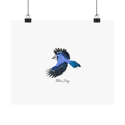 Blue Jay Bird Birding Matte Poster