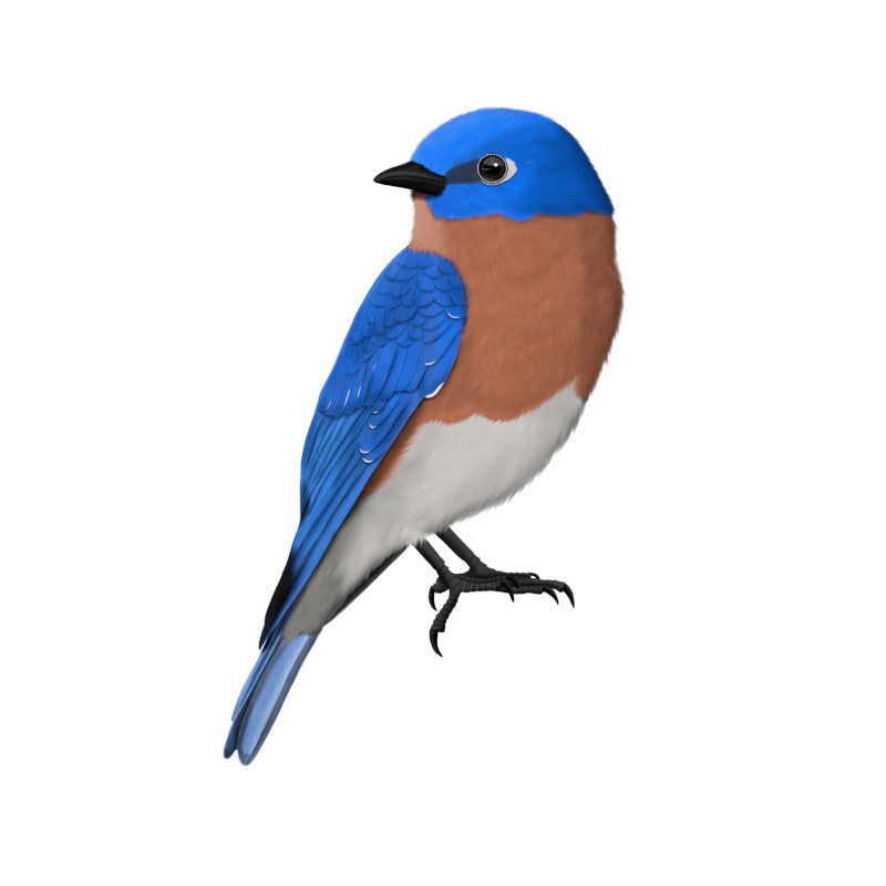 bluebird t-shirts, stickers, mugs, sweatshirts