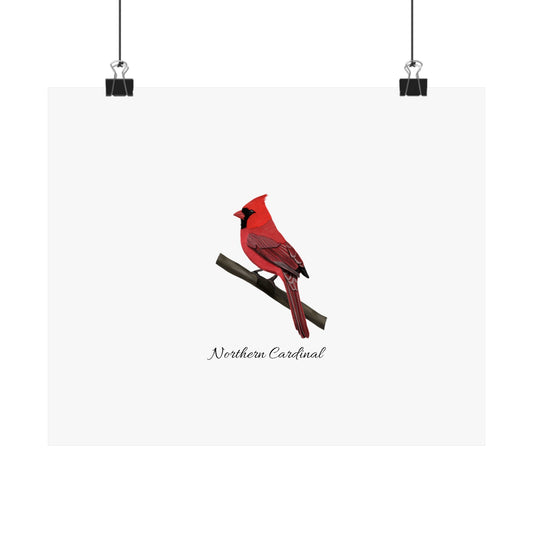 Cardinal Bird Birding Matte Poster