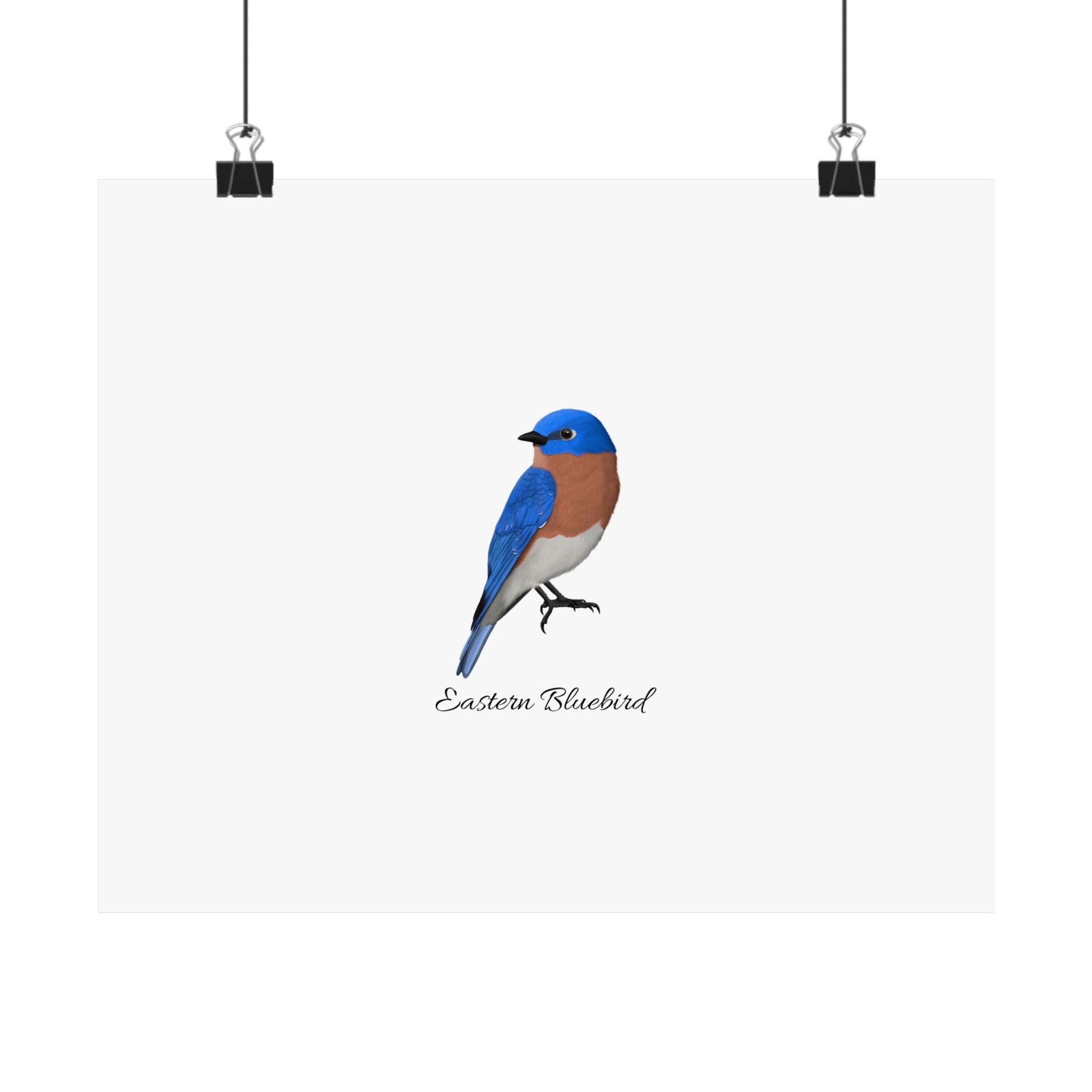 Eastern Bluebird Bird Birding Matte Poster