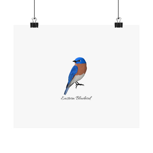 Eastern Bluebird Bird Birding Matte Poster