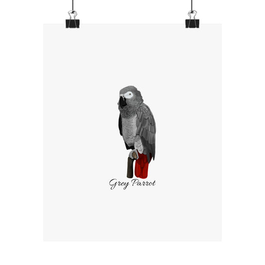 Grey Parrot Bird Birding Matte Poster